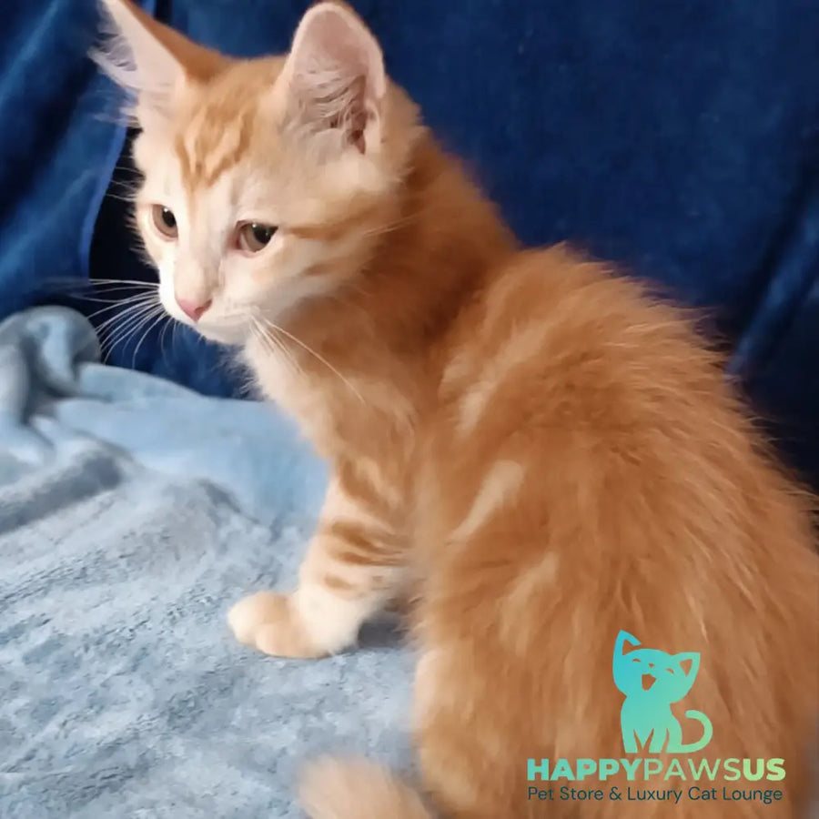 Еlvis Siberian male red tabby - live animals