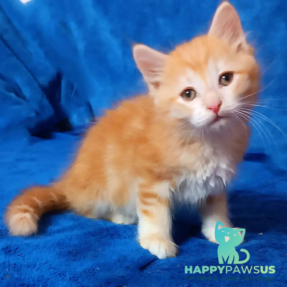Elvis Siberian male red tabby - live animals