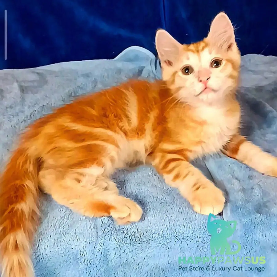 Еlvis Siberian male red tabby - live animals