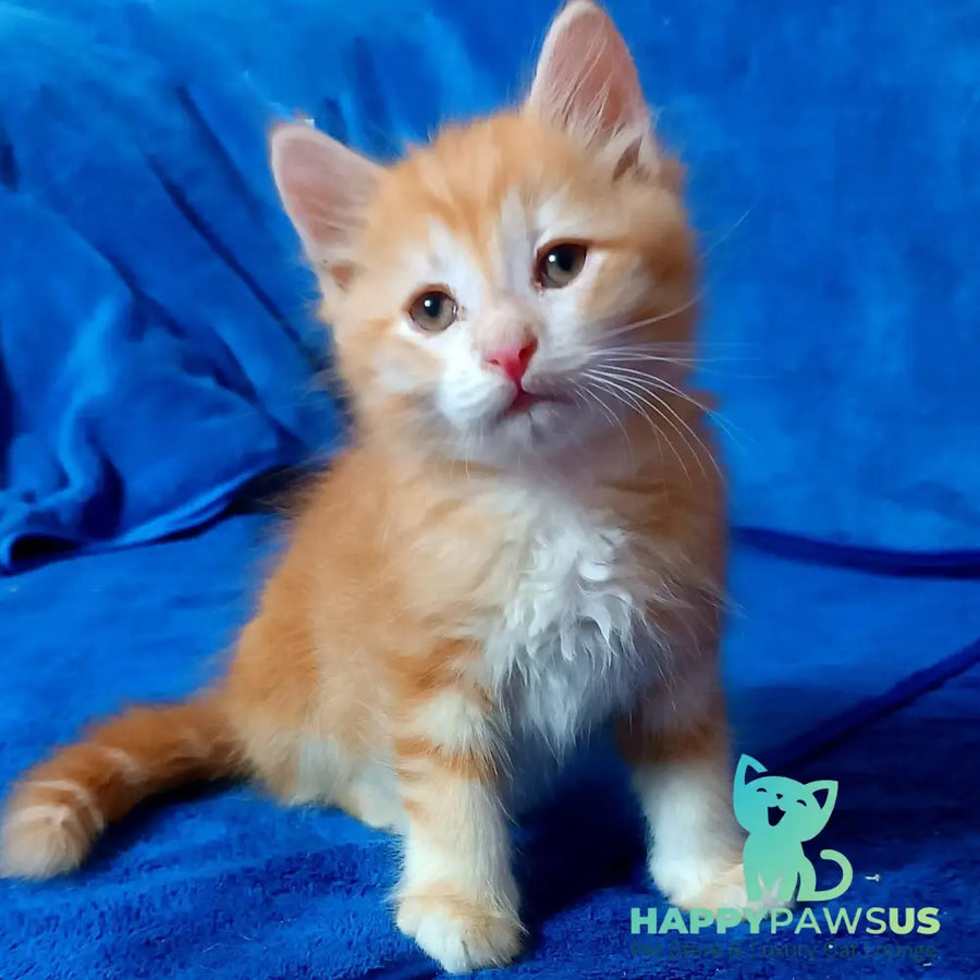 Elvis Siberian male red tabby - live animals