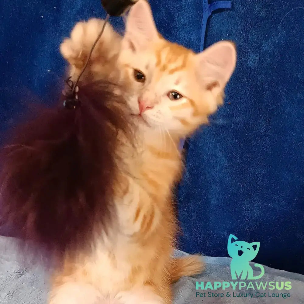 Еlvis Siberian male red tabby - live animals