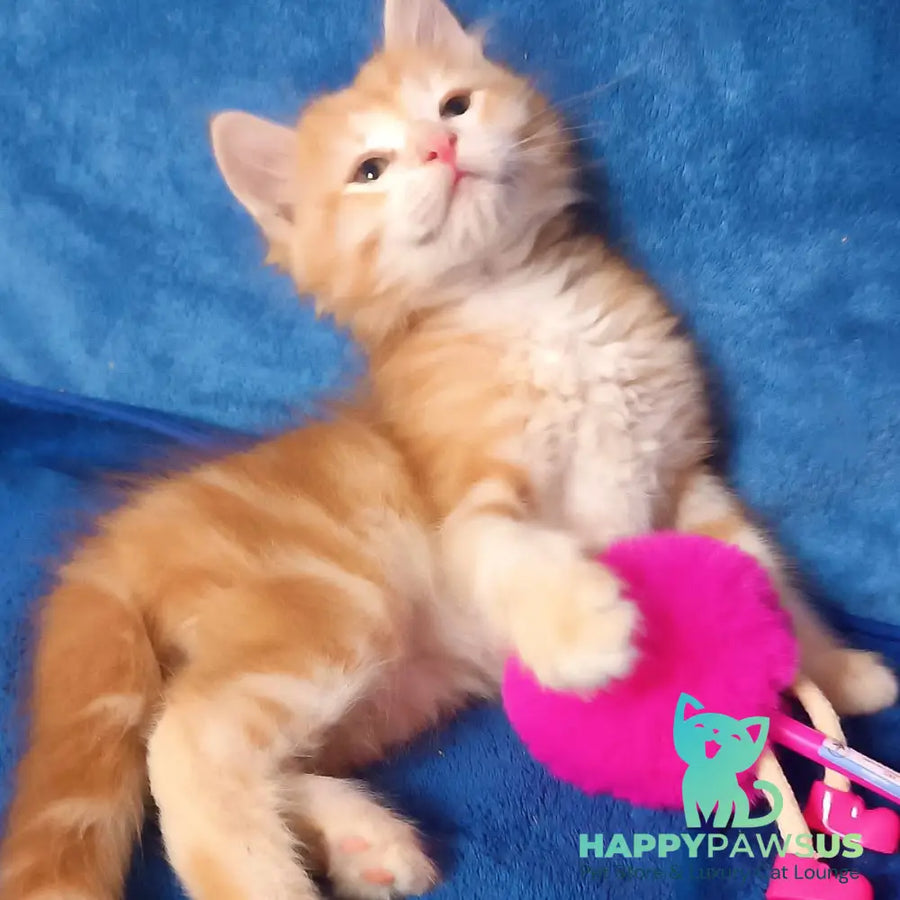 Elvis Siberian male red tabby - live animals