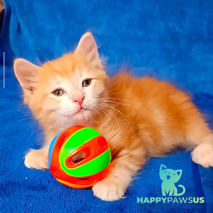 Elvis Siberian male red tabby - live animals