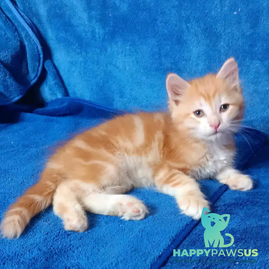 Elvis Siberian male red tabby - live animals
