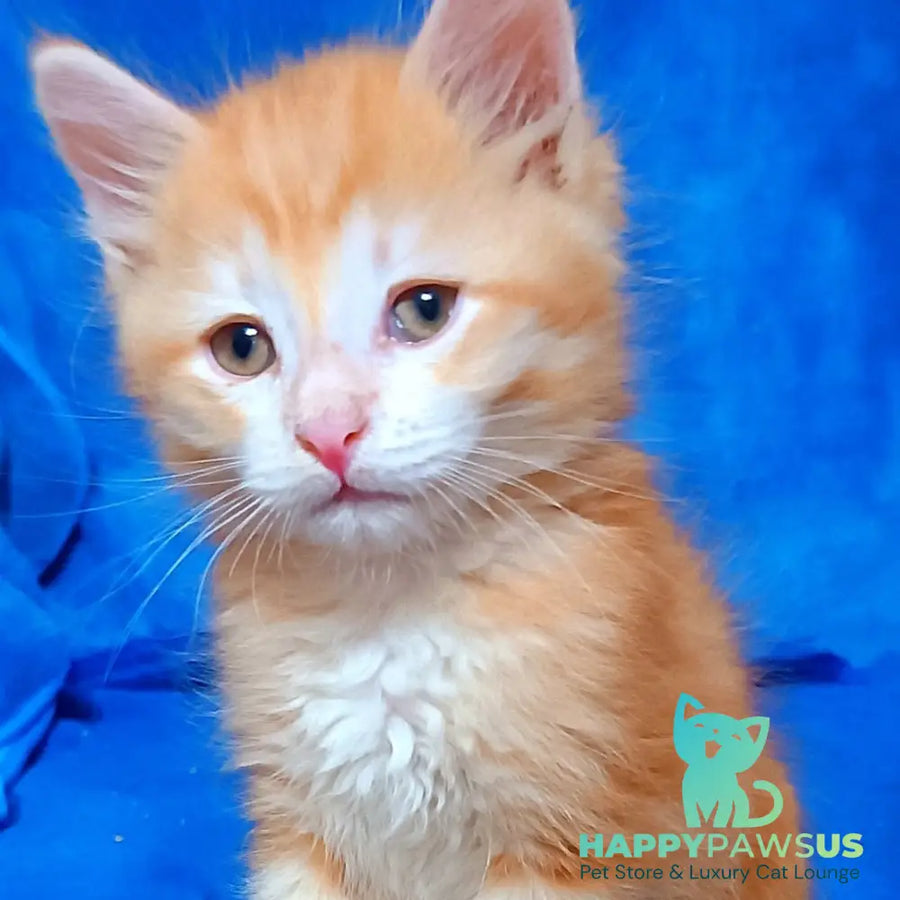 Elvis Siberian male red tabby - live animals