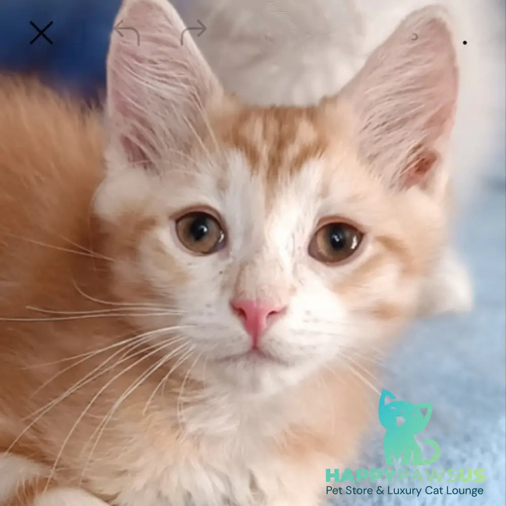 Еlvis Siberian male red tabby - live animals