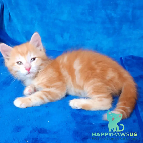 Elvis Siberian male red tabby - live animals