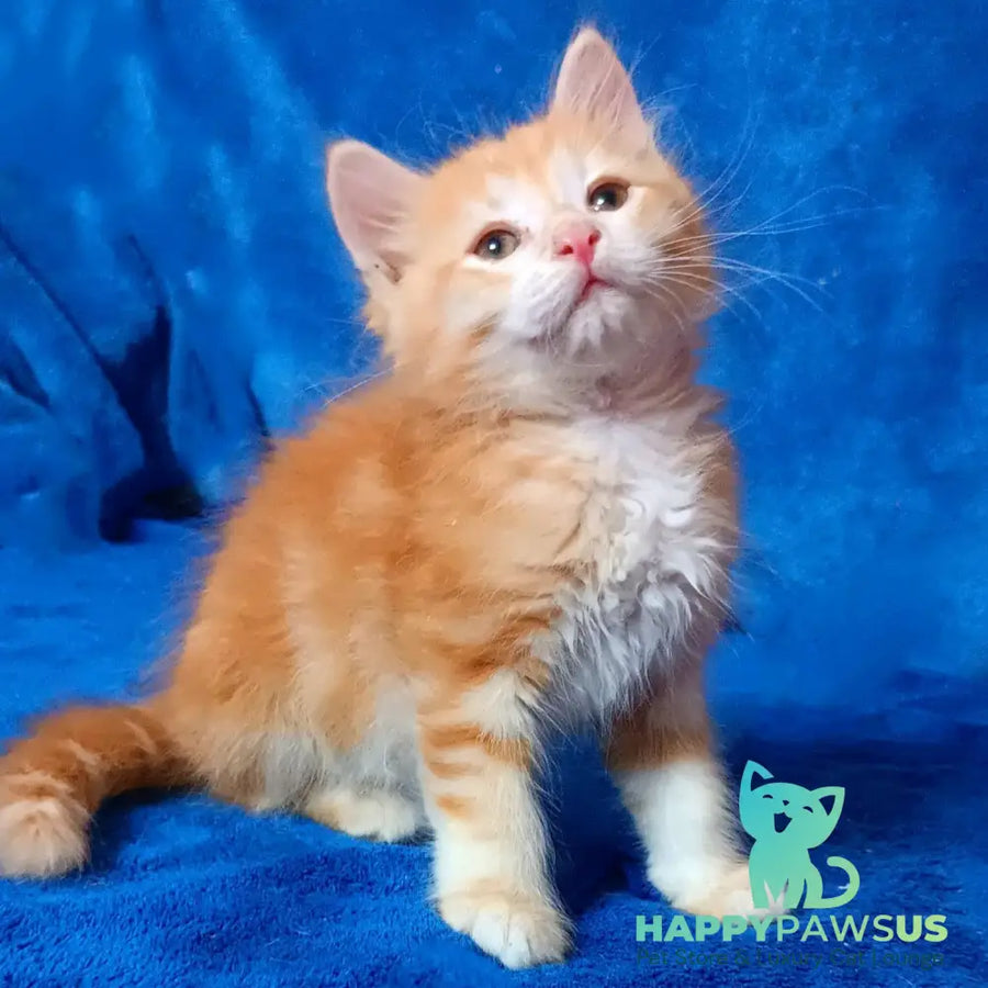 Elvis Siberian male red tabby - live animals