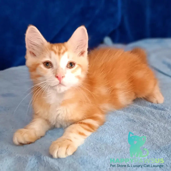 Еlvis Siberian male red tabby - live animals