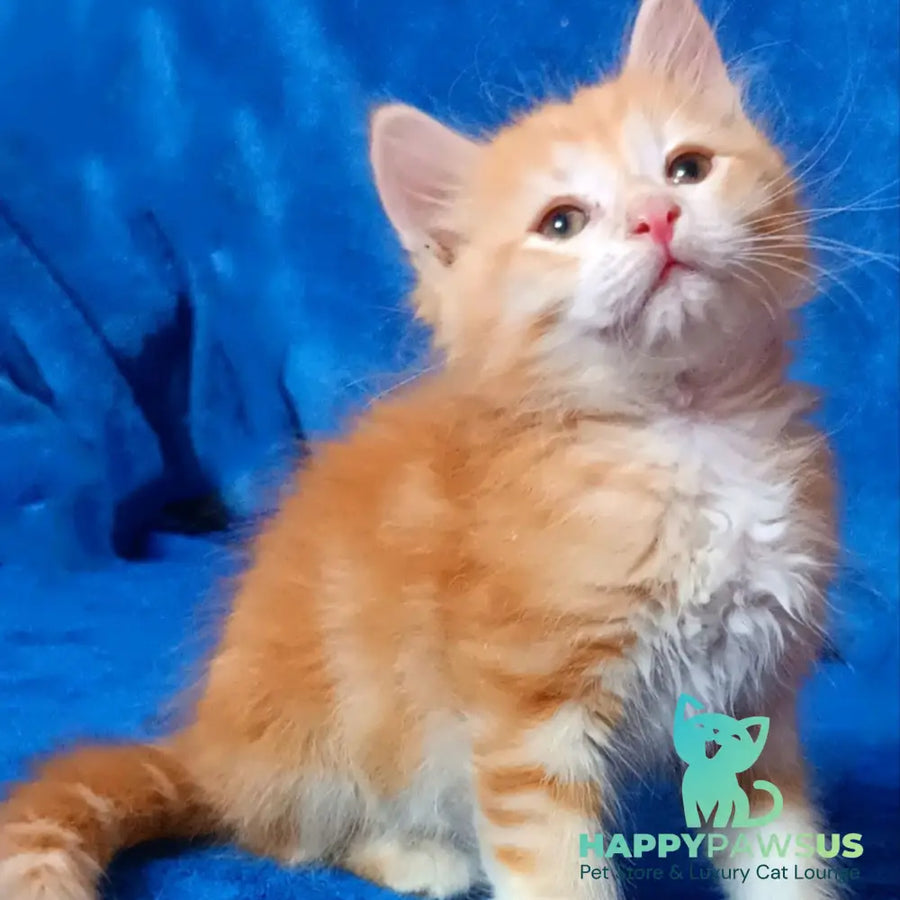 Elvis Siberian male red tabby - live animals