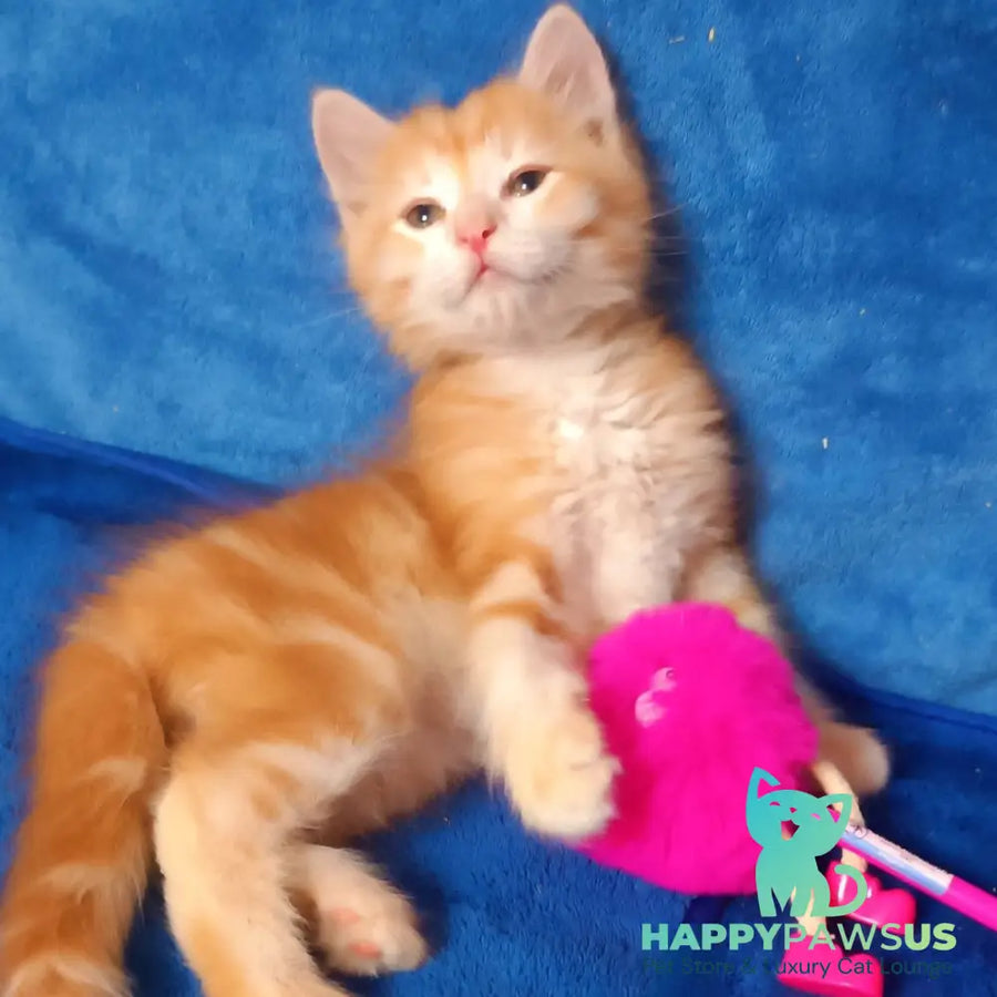 Elvis Siberian male red tabby - live animals