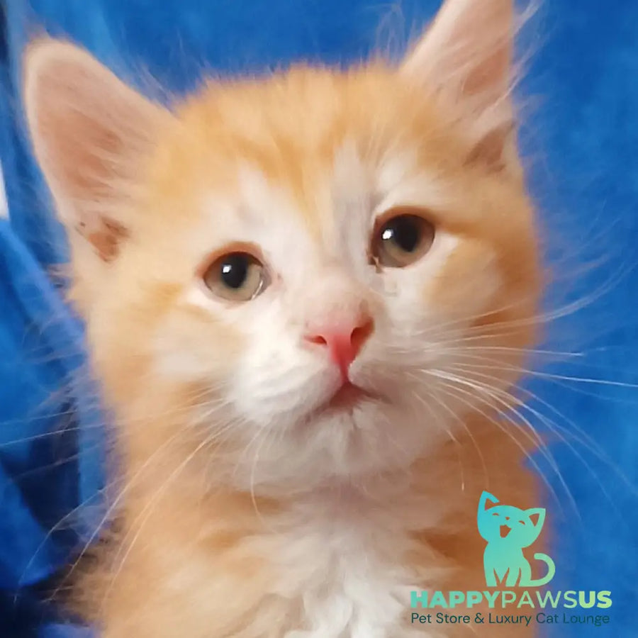 Elvis Siberian male red tabby - live animals
