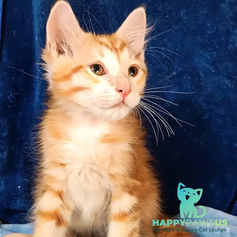 Еlvis Siberian male red tabby - live animals