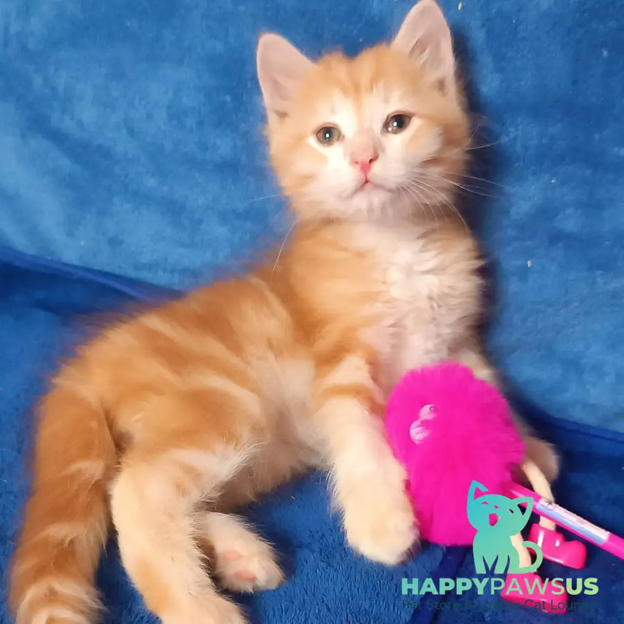 Elvis Siberian male red tabby - live animals