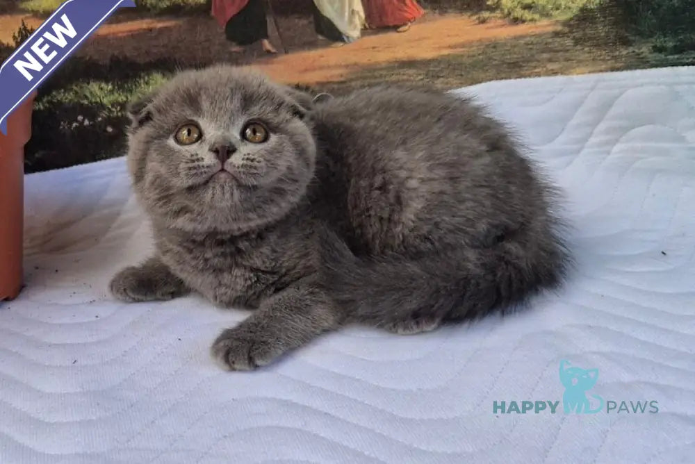 Elya Scottish Fold female blue live animals