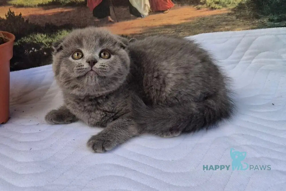 Elya Scottish Fold female blue live animals