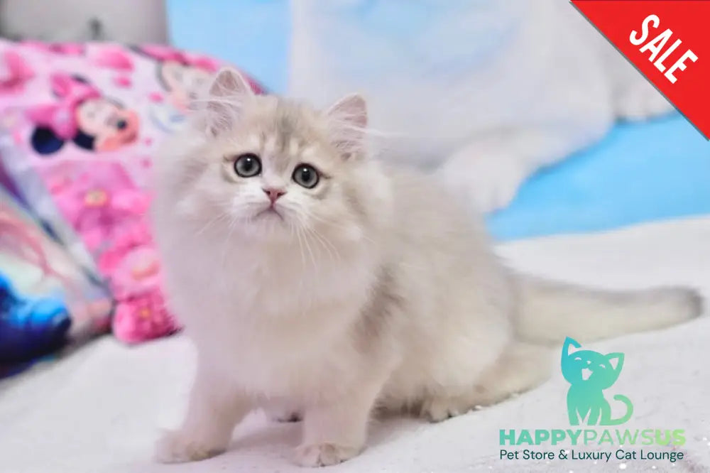 Elza British Longhair female blue golden chinchilla live animals