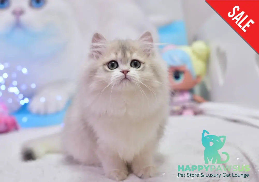 Elza British Longhair female blue golden chinchilla live animals