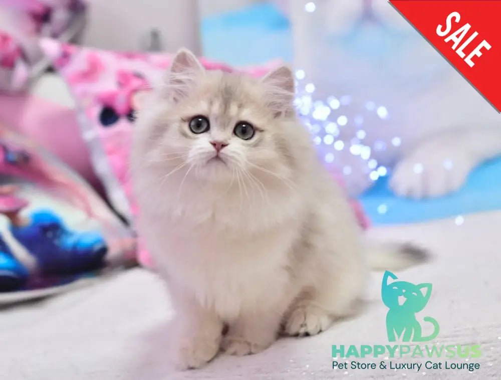 Elza British Longhair female blue golden chinchilla live animals