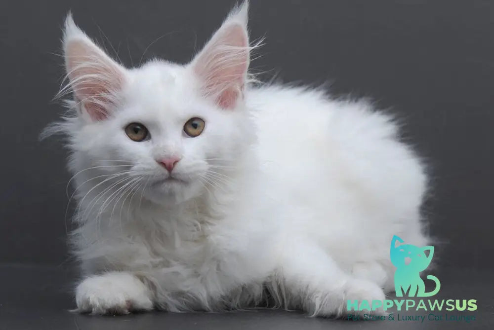 Elza Maine Coon female white - live animals
