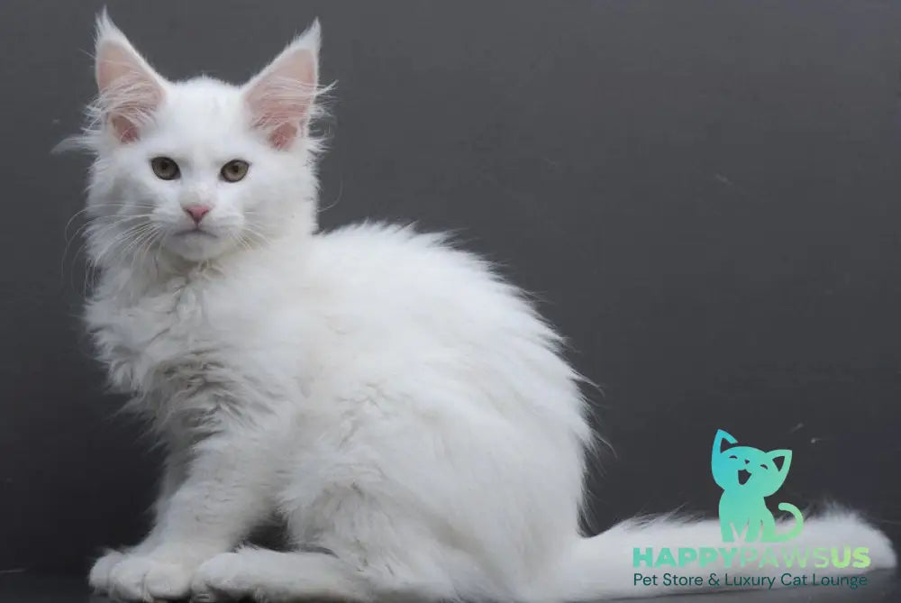 Elza Maine Coon female white - live animals