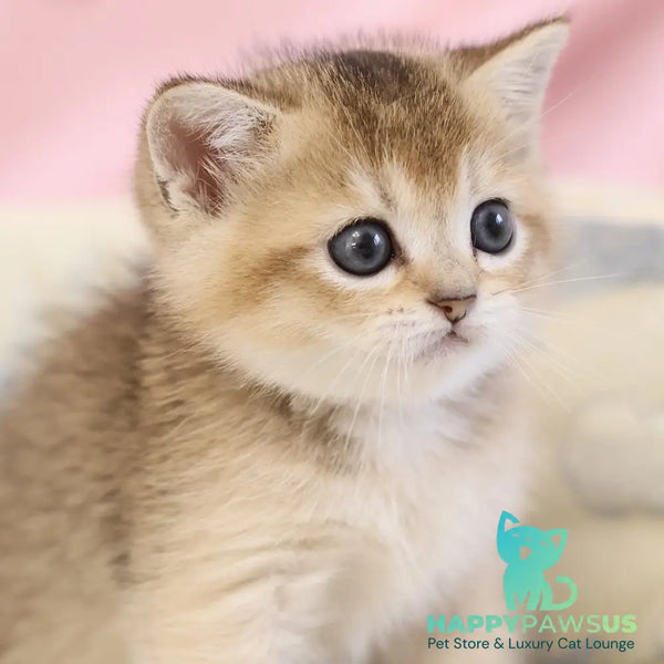 Elza Scottish Straight female black golden ticked tabby - live animals