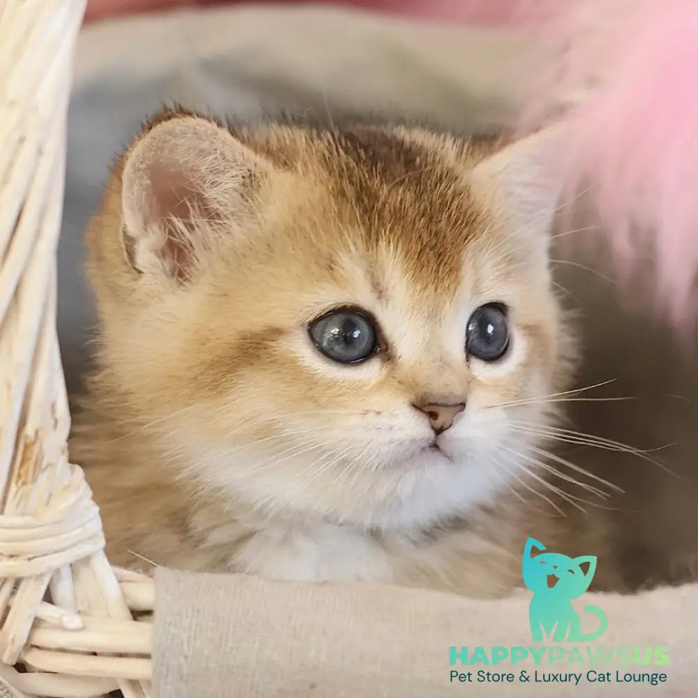 Elza Scottish Straight female black golden ticked tabby - live animals