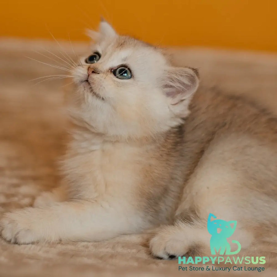 Elza Scottish Straight female black silver ticked tabby - live animals