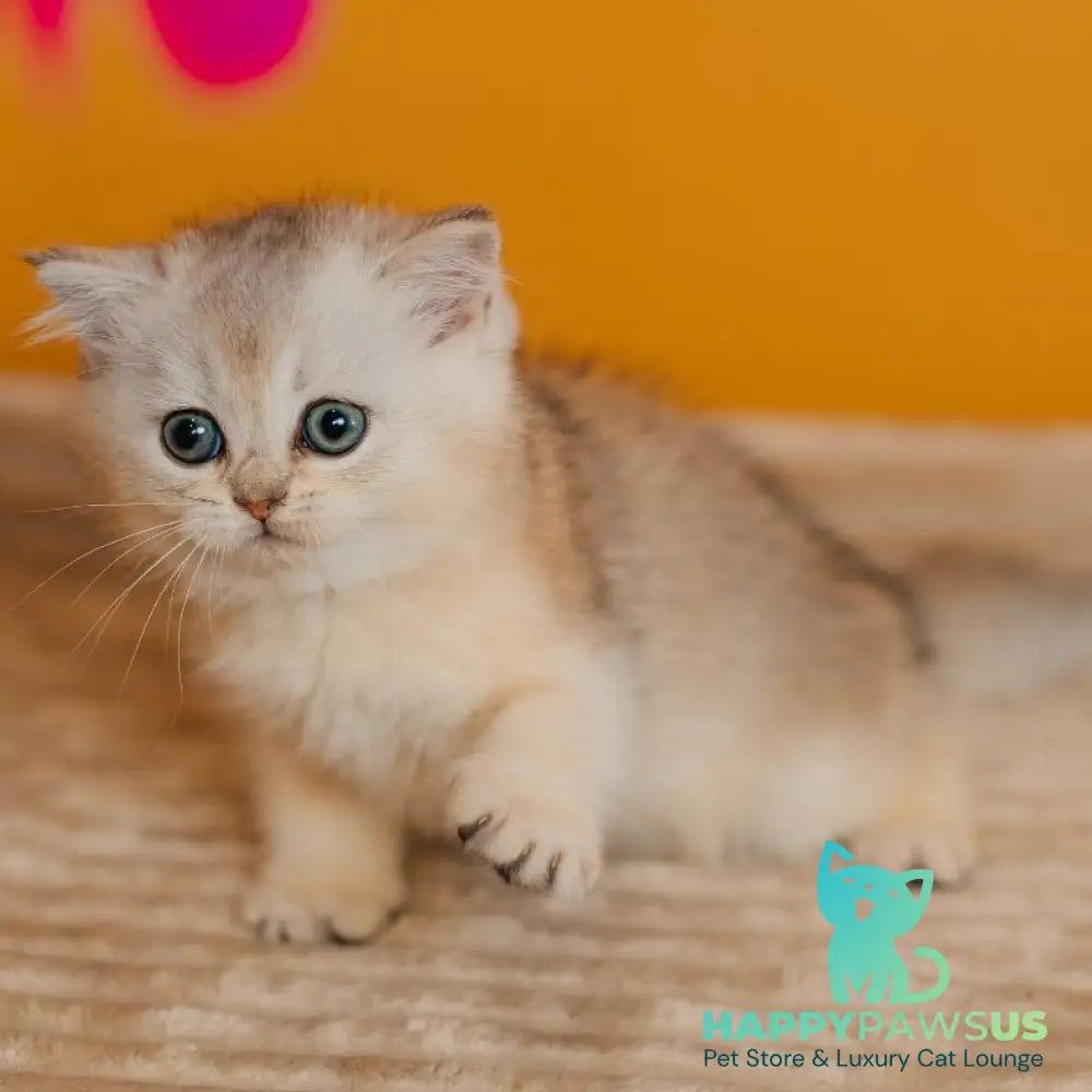 Elza Scottish Straight female black silver ticked tabby - live animals