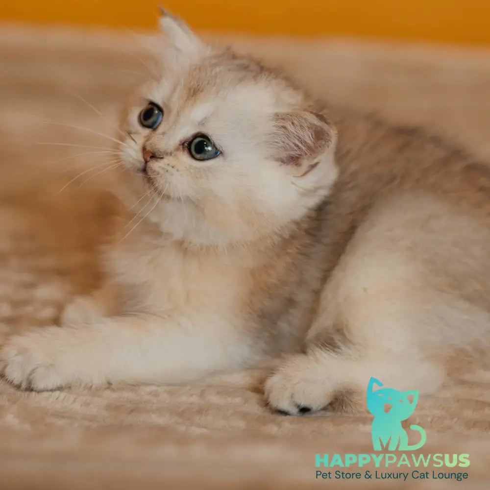 Elza Scottish Straight female black silver ticked tabby - live animals