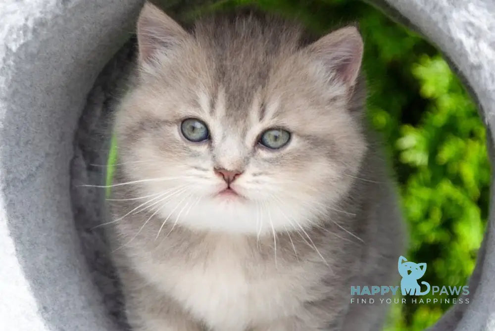 Elza Scottish Straight female blue ticked tabby - live animals