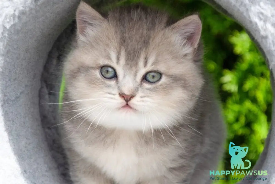 Elza Scottish Straight female blue ticked tabby - live animals