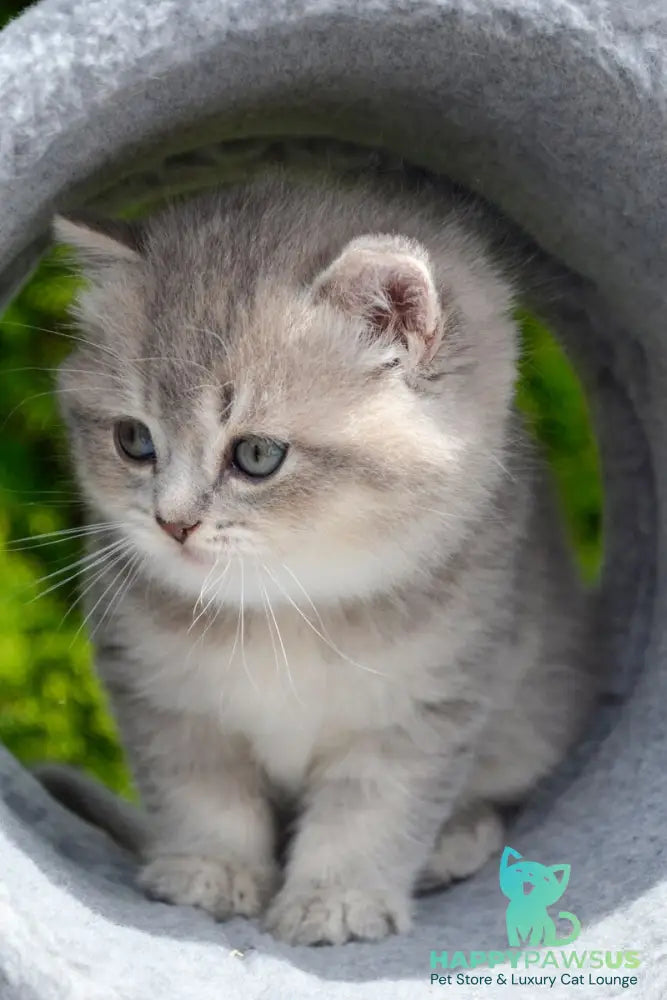 Elza Scottish Straight female blue ticked tabby - live animals