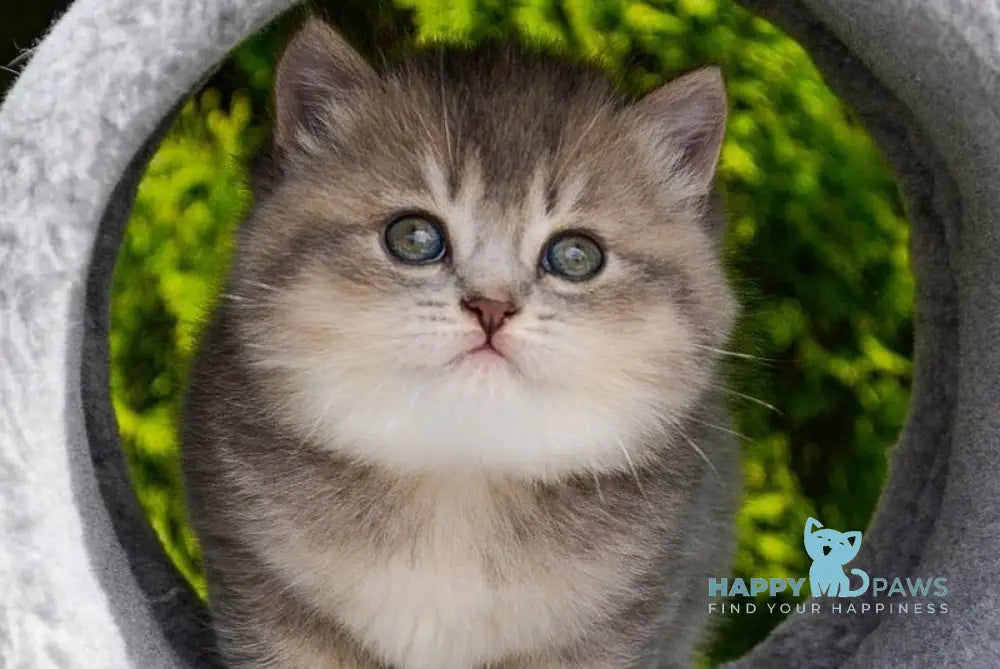 Elza Scottish Straight female blue ticked tabby - live animals