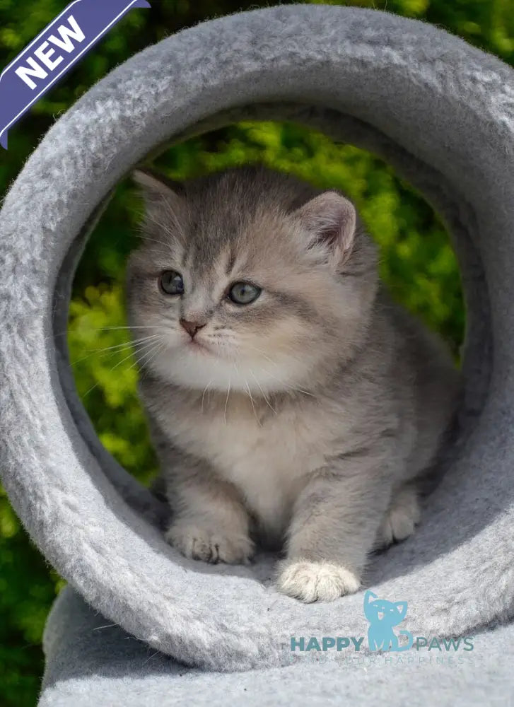 Elza Scottish Straight female blue ticked tabby - live animals