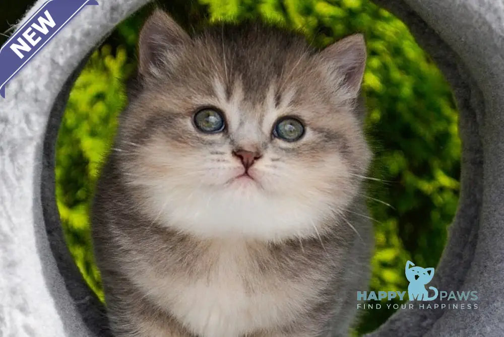 Elza Scottish Straight female blue ticked tabby - live animals
