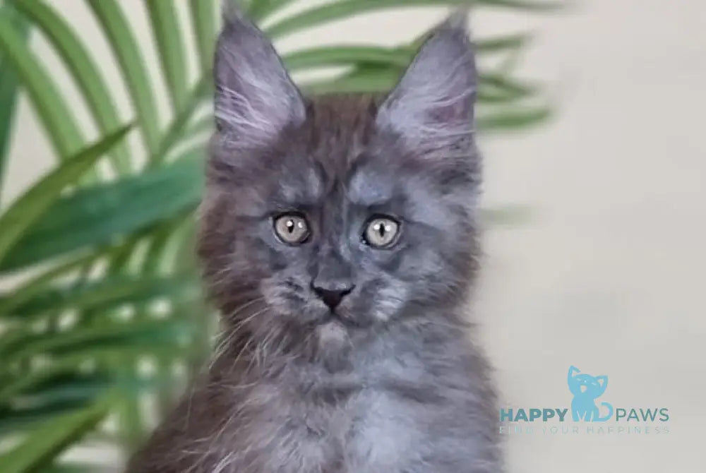 Emanuel Maine Coon male blue silver live animals