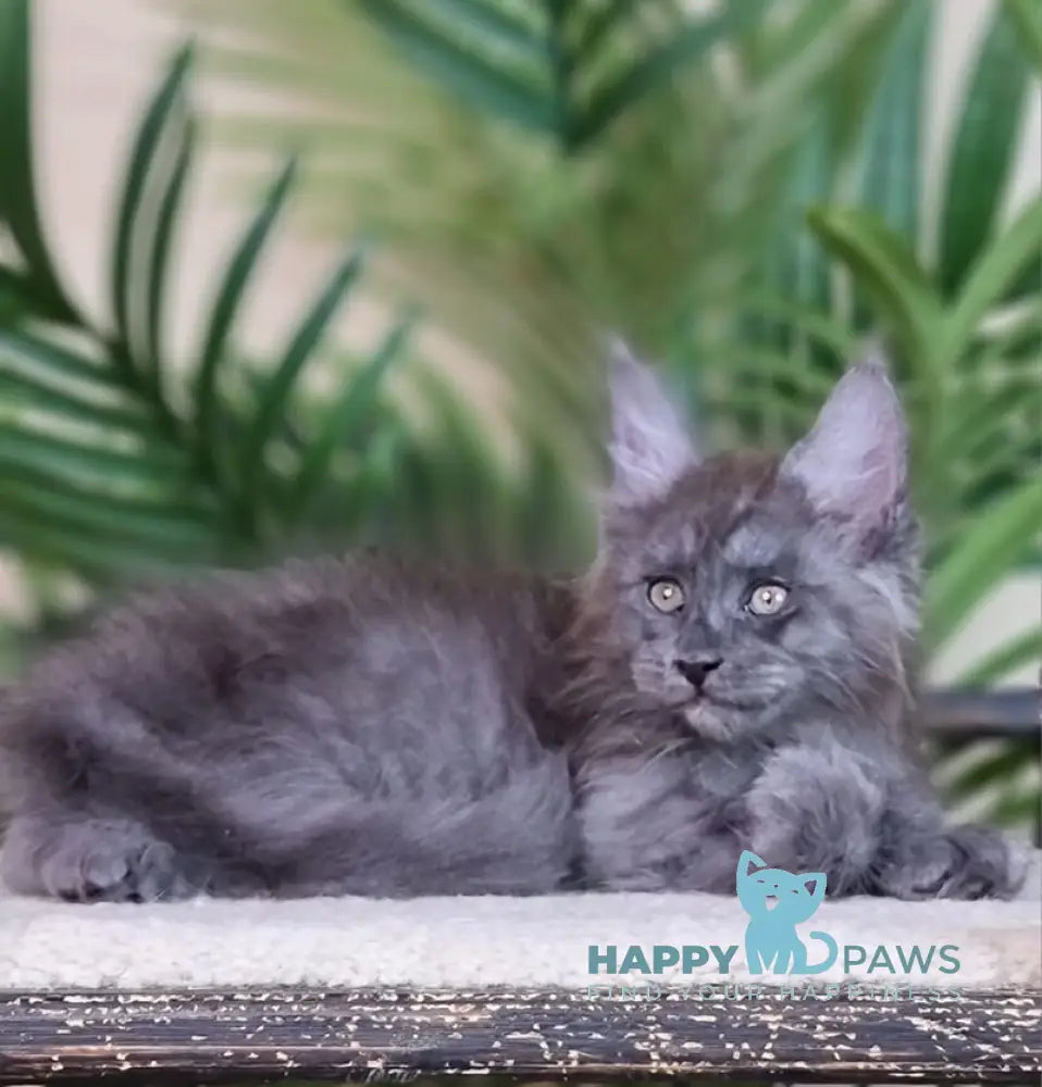 Emanuel Maine Coon male blue silver live animals