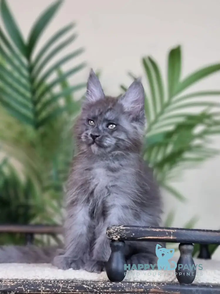 Emanuel Maine Coon male blue silver live animals