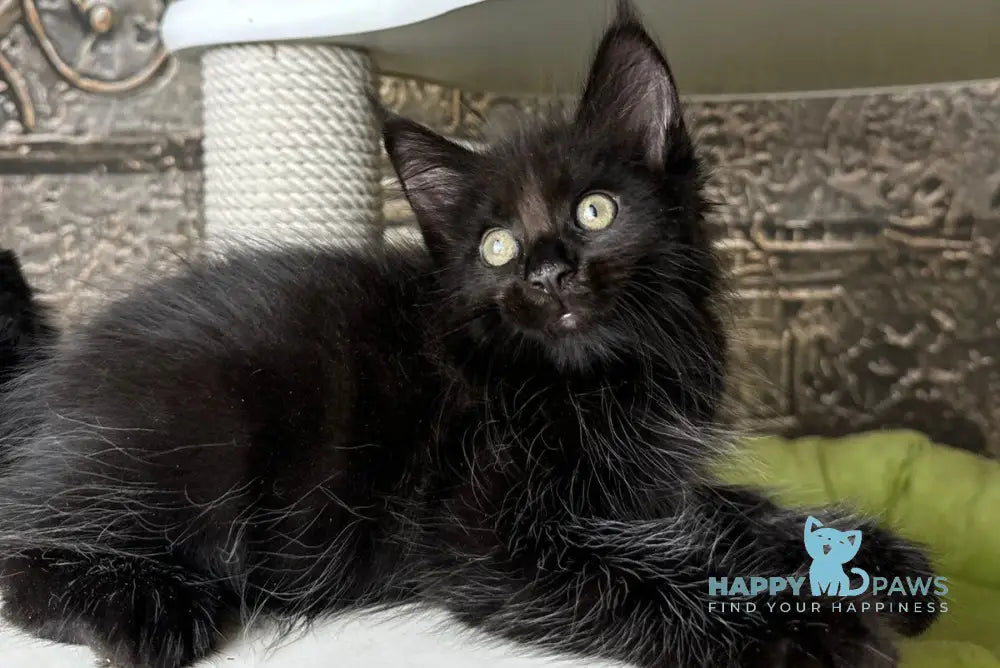 Ember Maine Coon male black live animals