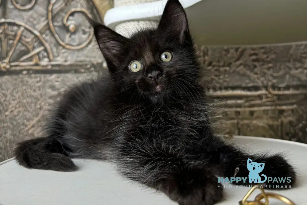Ember Maine Coon male black live animals