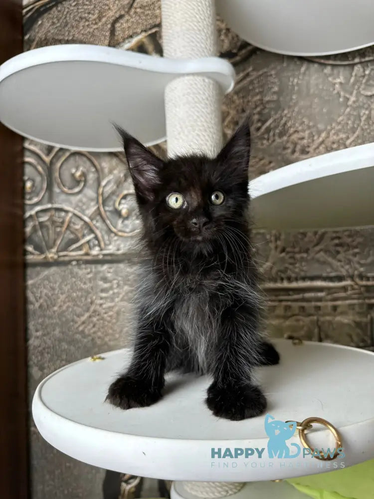 Ember Maine Coon male black live animals