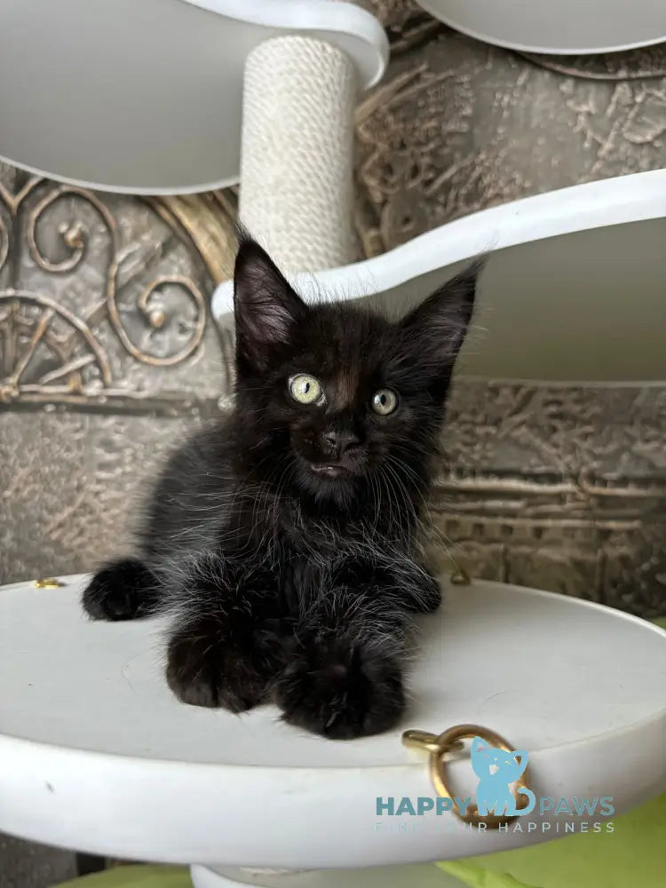 Ember Maine Coon male black live animals