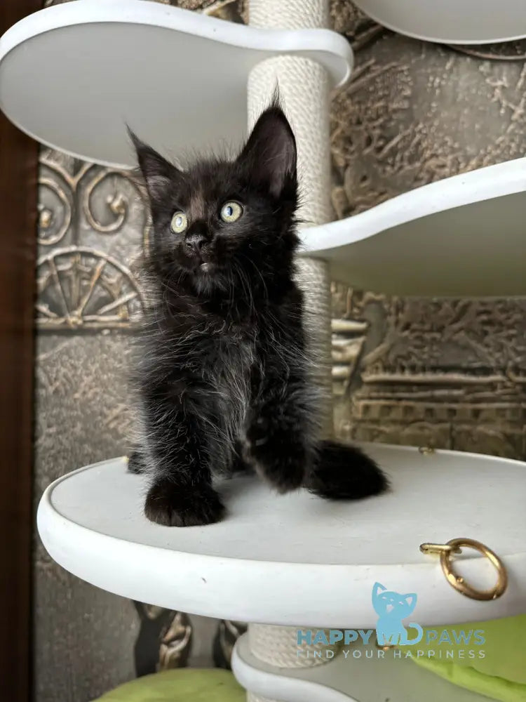 Ember Maine Coon male black live animals