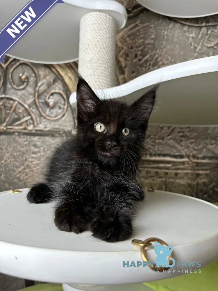 Ember Maine Coon male black live animals