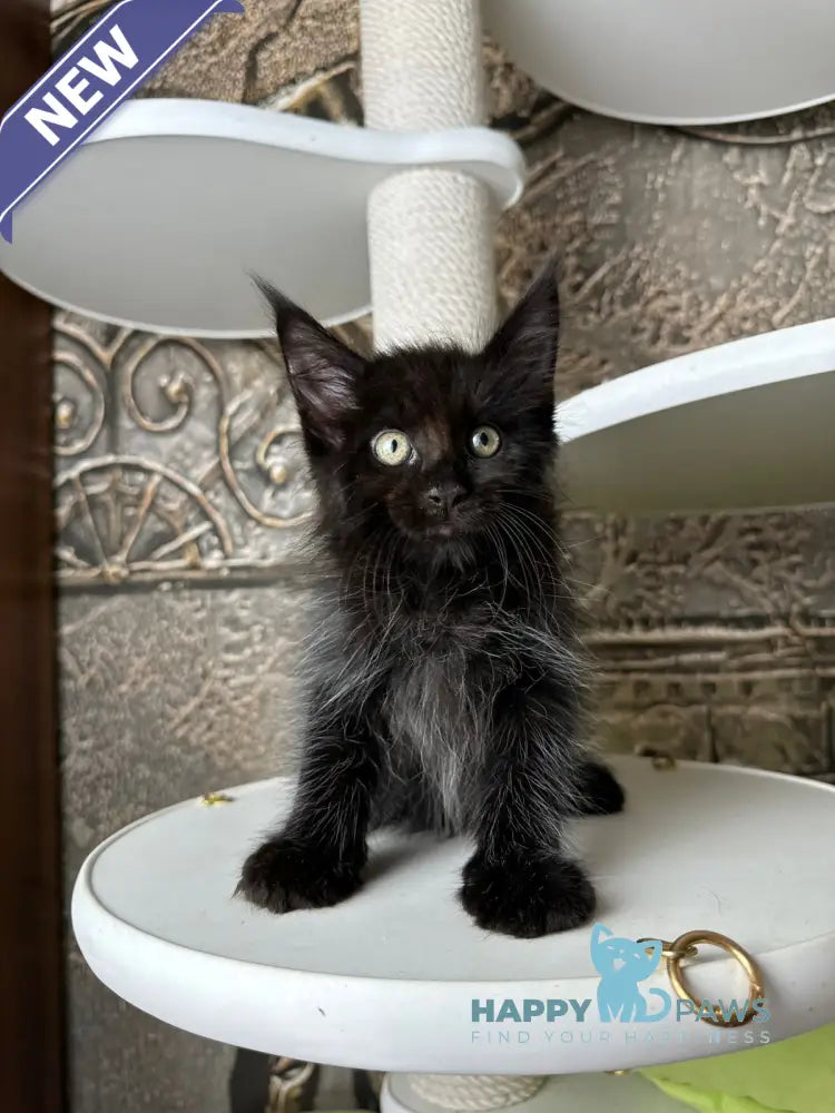 Ember Maine Coon male black live animals
