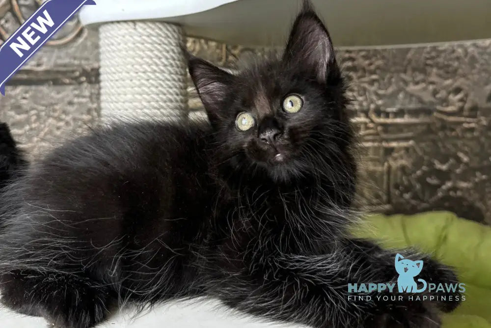 Ember Maine Coon male black live animals