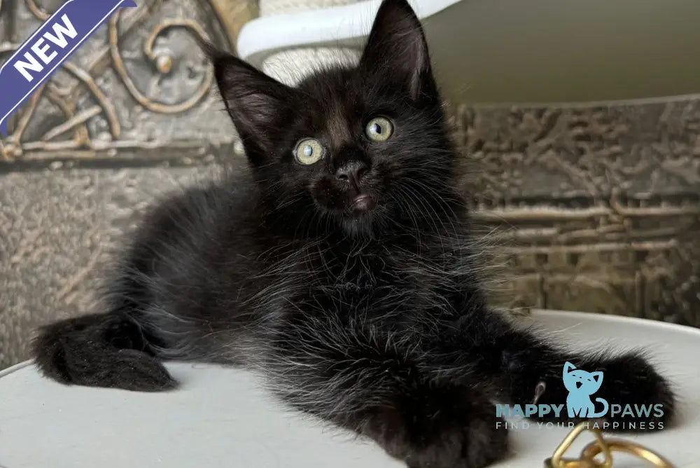 Ember Maine Coon male black live animals