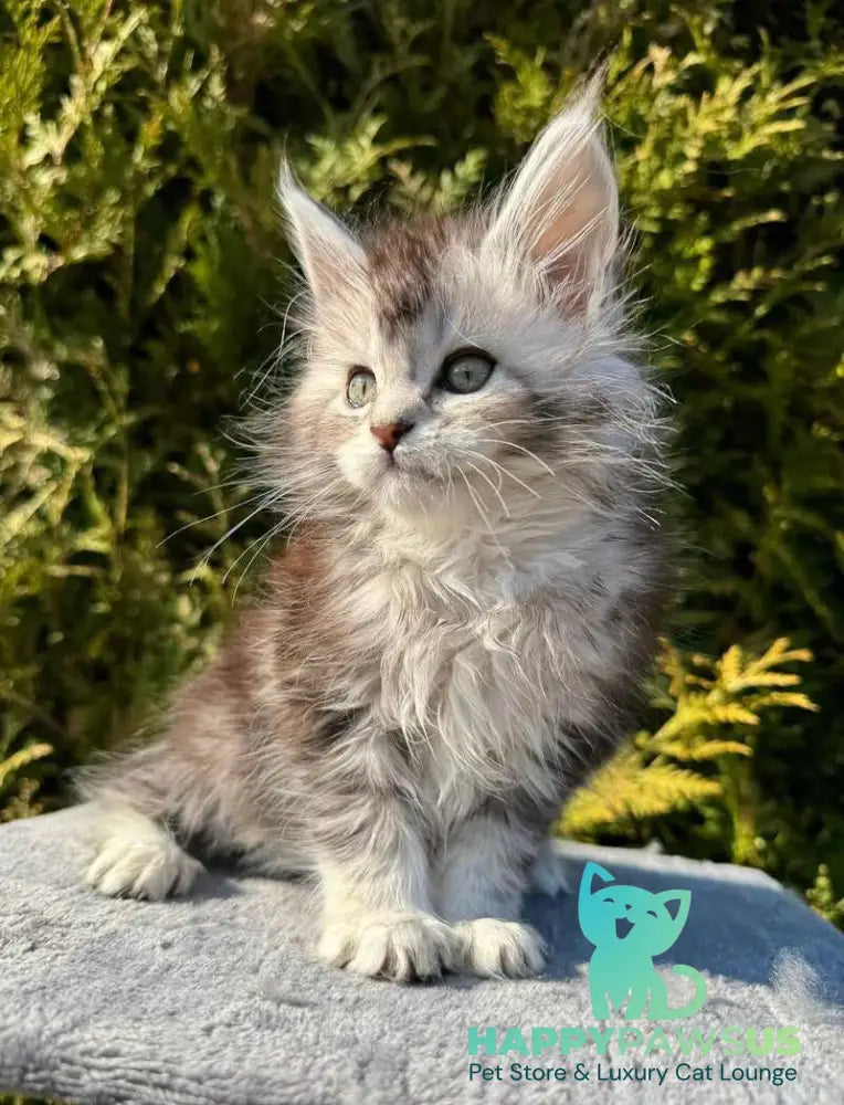 Emeli Maine Coon female black silver ticked tabby - live animals