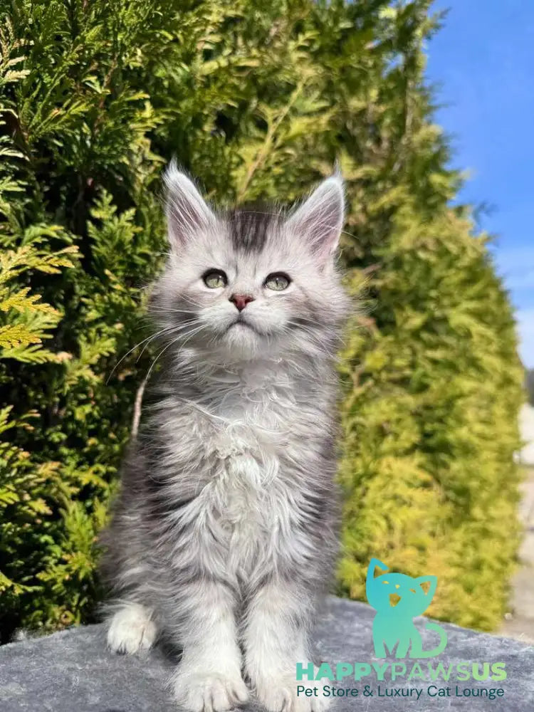 Emeli Maine Coon female black silver ticked tabby - live animals